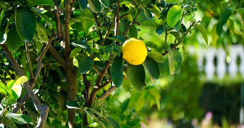 Citronnier malade ? Photos et solutions pour identifier les maladies