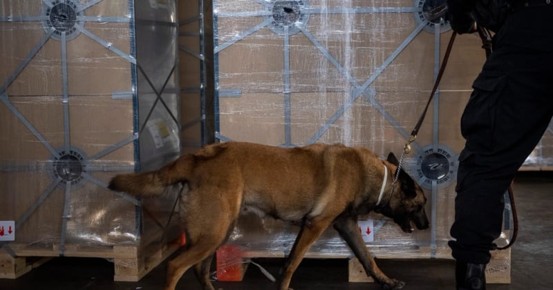 Prix détection canine punaise de lit 2025 : le vrai tarif révélé