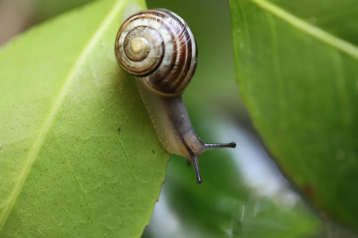 Capteurs et IA : le jardin qui vous parle