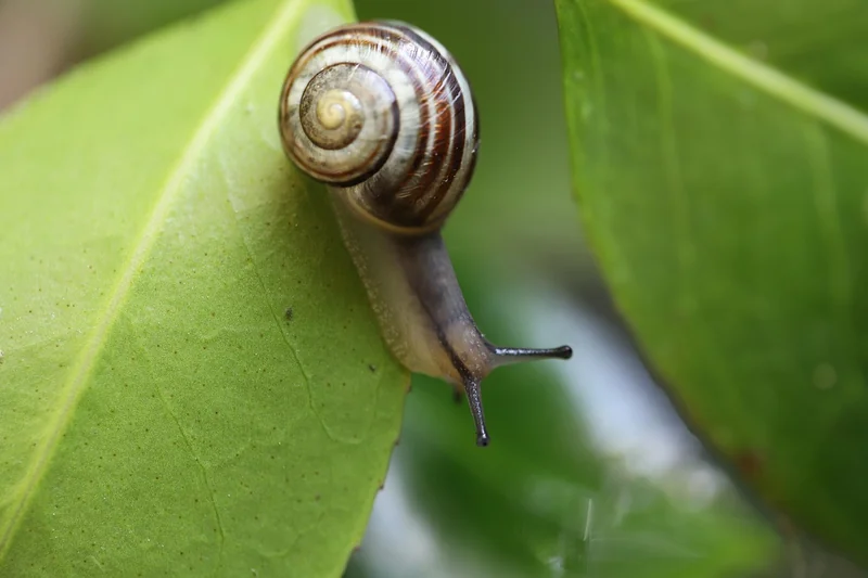 Capteurs et IA : le jardin qui vous parle