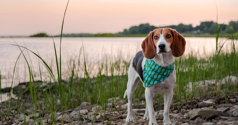 Quels sont les avis sur la détection canine de punaises de lit ?