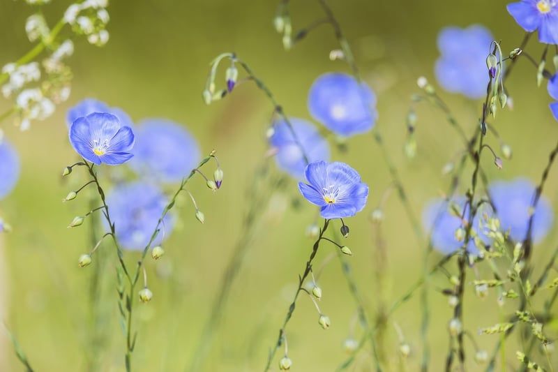 Bouillotte graine de lin sans micro-onde : l'alternative naturelle et durable en 2026