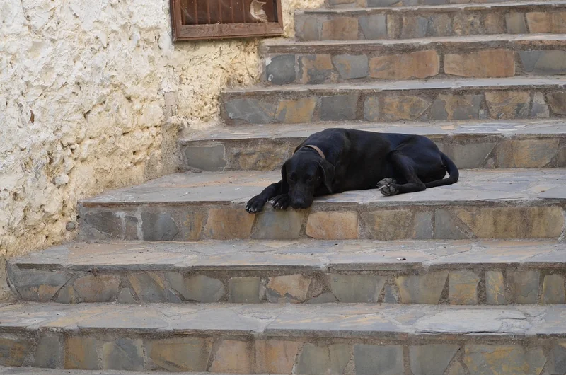 Monte-escalier Stannah : découvrez les prix 2026 pour un confort accessible